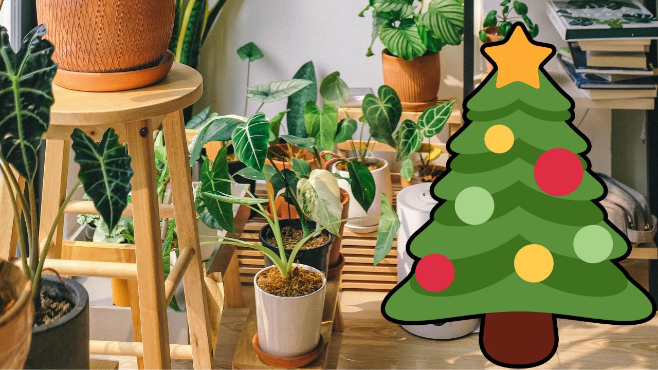 Las plantas que son un talismán de la buena suerte y puedes regalar en Navidad